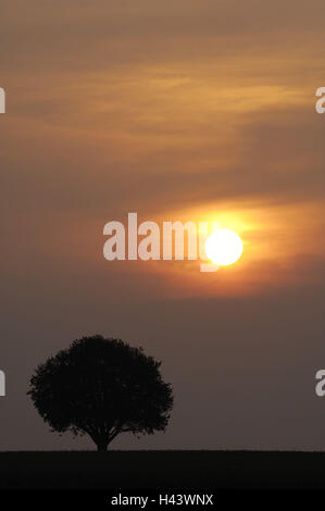 Paysage de champ, arbre solitaire, le coucher du soleil, Banque D'Images