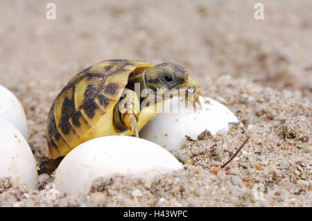 Tortue de terre grecque, Testudo hermanni, Banque D'Images