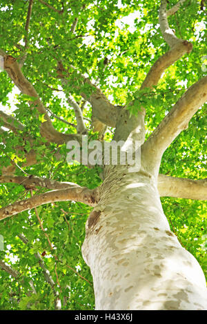 Platane, Platanus spec., l'été, de ci-dessous, plante, arbre, arbre à grandes feuilles, le tronc, les contraintes, l'écorce des arbres, en croûte, branches, la hauteur, la nature, Banque D'Images