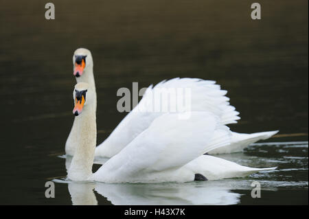 Cygnes bosse, Cygnus olor, deux, nager, Banque D'Images