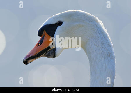 Hump, Swan Cygnus olor, bande de roulement, Banque D'Images