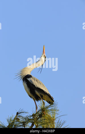 Héron cendré Ardea cinerea, vue latérale, Banque D'Images
