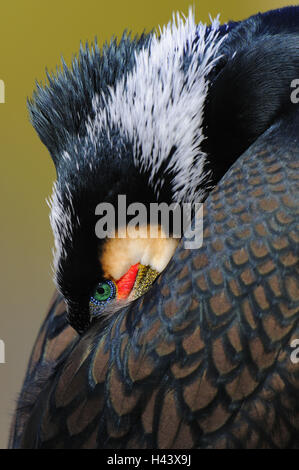 Cormorant, Phalacrocorax carbo, Close up, side view, Banque D'Images