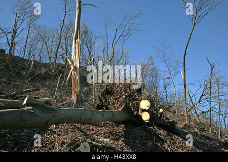 Germany, Bavaria, Landshut, mountain barrack, attaque inflige des dégâts, la Haute-Bavière, bois, troncs, brindilles, branches, mensonge, chute dans uncompletedly, déraciner, cyclone, rupture du vent, la destruction, les changements climatiques, effet de serre, la météo caprioles, catastrophe, catastrophe naturelle, Banque D'Images