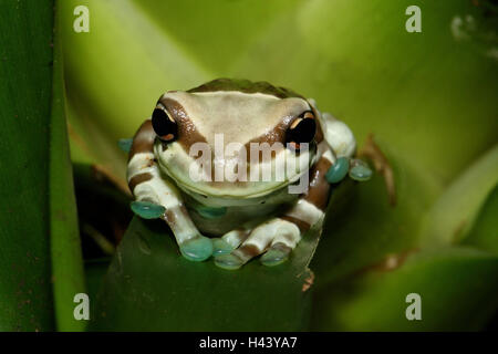 Feuillage crapaud grenouille, feuilles, s'asseoir, portrait, pits-arbre feuillage crapaud grenouille, grenouille, grenouille, feuillage, amphibien Amphibiens grenouille, animal sauvage, animal, nature, vert, le Brésil, l'Amazonie, région de l'Amazonie, la forêt vierge, d'animaux, portrait Banque D'Images