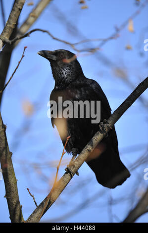 Nid-de-Corbeau, Corvus corone corone, branche, s'asseoir, flou, Banque D'Images