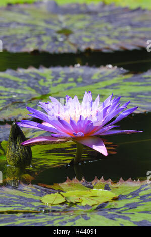 Fleur de nénuphar, Nymphaea, mauve, spéc. Banque D'Images