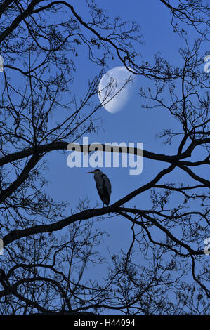 Héron cendré Ardea cinerea, arbre, nourris, s'asseoir, soir, lune, Banque D'Images