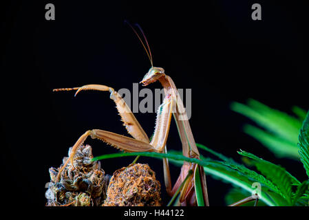 Détail d'une Macro mante chinoise (Tenodera sinensis), une espèce de mantes originaire d'Asie isolated on black Banque D'Images