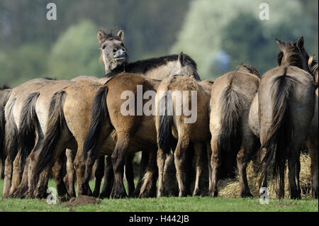 Dülmener de chevaux sauvages, se concentre, l'Allemagne, l'Nordrheinwestfahlen, point d'intérêt, monument naturel, l'Wildpferdgestüt, réserve naturelle, la conservation de la nature, chevaux, course de cheval, de mammifères, d'animaux, à l'extérieur, l'accent du cheval, Banque D'Images