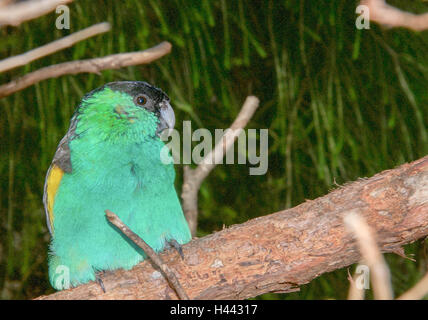 Un perroquet à capuchon perché sur la branche d'arbustes avec capot noir unique les plumes et le plumage vert bleu jaune avec des accents. Banque D'Images