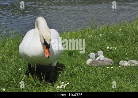 Pré, swan bosse, divines, Swan Cygnus olor, poussins, Banque D'Images