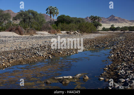 L'Afrique, la Namibie, la région Kunene, Kaokoveld, Hoarusib, rivière à sec, éphémère, de la rivière, l'oasis du désert du Namib, Banque D'Images