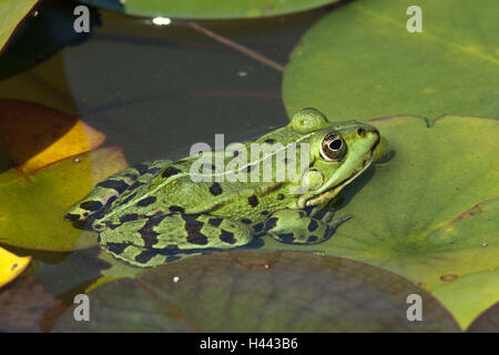 Étang grenouille, Rana esculenta, Banque D'Images