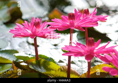 Water Lily, des fleurs, de nombreux, rose, détail, flou, Banque D'Images