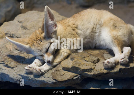 Wild fox, Fennek, Vulpes zerda, endormi, zoo Wilhelma, Stuttgart, Allemagne, Banque D'Images