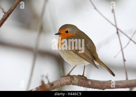 Redbreasts, Winters, Erithacus rubecula aux abords, Banque D'Images