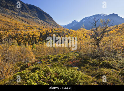 La Norvège, le parc national de Jotunheimen, Leirdalen, bouleaux, Banque D'Images