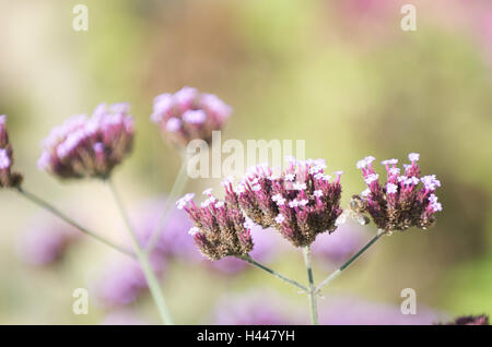 Purpletop verveines bonariensis, Verveine, oranger, close-up, Banque D'Images