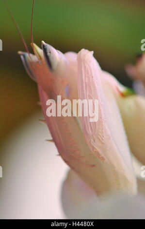 La mante religieuse, orchid mantis, position d'attaque, les tentacules, portrait, close-up, Banque D'Images