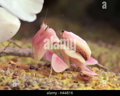 La mante religieuse, orchid mantis, position d'attaque, Banque D'Images