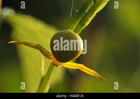 Araignée crabe Verge d', jaune, femme, Banque D'Images