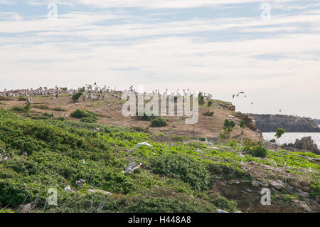 La nidification des pélicans sur la dune de l'Île Penguin jusqu'au falaises avec un ciel nuageux, les plantes indigènes et de l'océan Indien dans l'ouest de l'Australie Banque D'Images