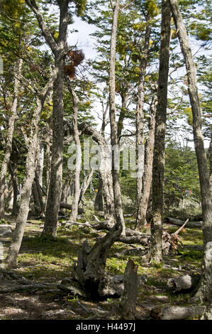 L'Argentine, Terre de Feu, le parc national de Lapataia, Usuhuaia, bois, Banque D'Images