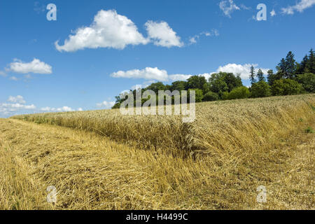 Allemagne, Bade-Wurtemberg, meadow pâte, champ de céréales, champ, annexe, de l'agriculture, les céréales, les céréales, le blé, la paille, le décor, la nourriture, bois, arbres, ciel, bleu, nuages, nature, personne, Banque D'Images