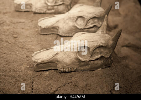 La Turquie, la mer Noire, d'excavation, animal crâne, détail, Banque D'Images