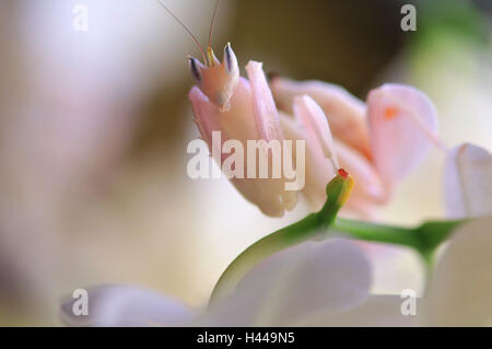 La mante religieuse, orchid mantis, position d'attaque, Banque D'Images