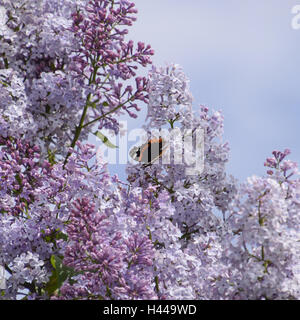 Fleurs lilas sur les branches d'un papillon amiral. Les insectes pollinisateurs. Banque D'Images