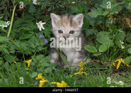 Cat, jeune, s'asseoir, pré, jardin, animaux, mammifères, animaux domestiques, petits chats, félidés, domestique, chat de maison, jeune animal, chaton, petit, maladroit, maladroit, impuissant, doucement, jouer, curiosité, fleurs, plantes, hervorschauen, individuellement, seuls, les jeunes animaux, nature, animaux, bébé à l'extérieur, Banque D'Images