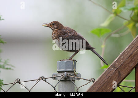 Blackbird est assis sur barrière, Banque D'Images