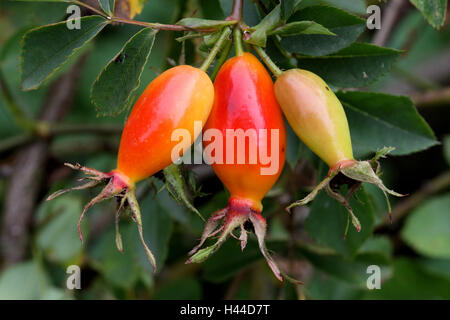 Chien Alp-rose, branche, fruits, Banque D'Images