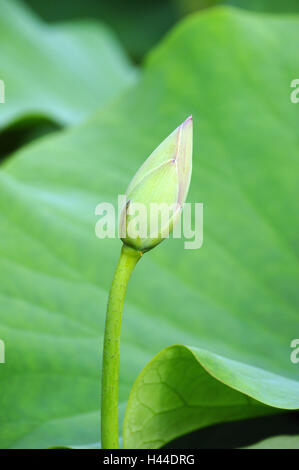 Indian fleur de lotus Nelumbo nucifera, Bud, Banque D'Images