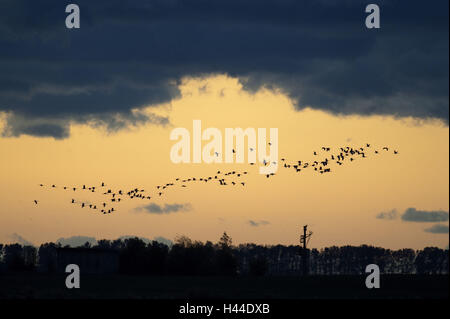 Grues, slack, rêve, voler, silhouette, Banque D'Images