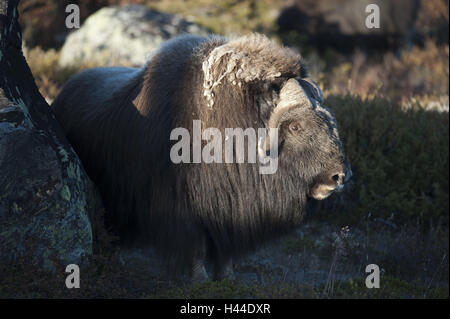 Le bœuf musqué, Ovibos moschatus, Norvège, Dovrefjell, automne, Bull, vue latérale, Banque D'Images