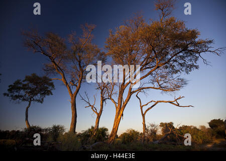 L'Afrique, Botswana, North West District, Okawango delta, arbres, lumière du soir, Banque D'Images