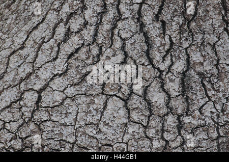 Pied d'éléphant, Beaucarnea recurvata, à l'écorce, Close up, plante, arbre, tronc, écorce, encoches, la structure, l'échantillon, formulaire, gris, joue la masse, Banque D'Images