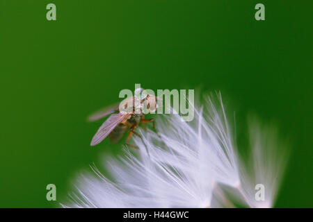 Puff's flower, fly, détail, des animaux, des insectes, de pissenlit, de l'eau baisse, puff's flower, fly, la nature, les insectes, le pissenlit, puff's flower, rosée, Banque D'Images