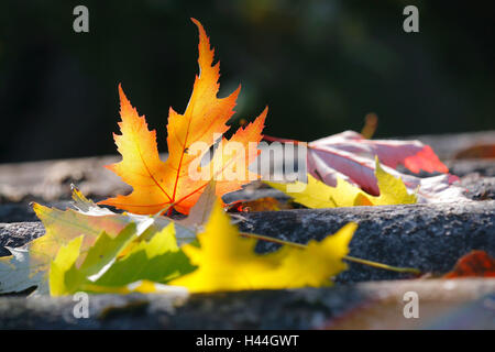 Feuillage de l'automne, l'érable argenté, Acer saccharinum, feuilles, verfäfrbt, l'érable argenté, l'automne, les feuilles d'Automne, couleurs de l'automne, les feuilles d'érable, la nature, la saison, Banque D'Images