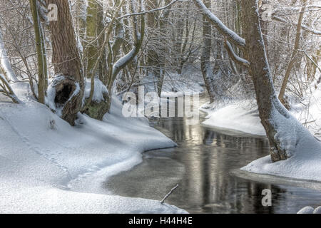 Bois, ruisseau, hiver, Banque D'Images