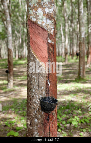 L'Inde dans la récolte de caoutchouc d'une plantation d'arbres, gomme de Nai Yang, île de Phuket, Südthailand, Thaïlande, Asie du Sud-Est, d'Asie, de l'agriculture, de l'île, Koh, thaï, gum tree, gommiers, plantation, culture, l'Inde, l'Inde en caoutchouc, la récolte, la récolte du caoutchouc, mug tree b Banque D'Images