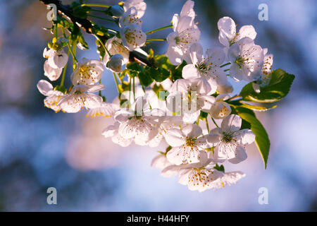 Le griottier, Prunus cerasus, rameau en fleurs, Banque D'Images