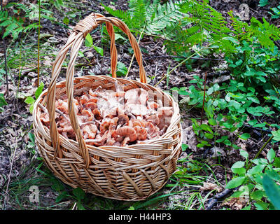Panier de champignons en forêt d'automne en journée ensoleillée. Libre. Banque D'Images