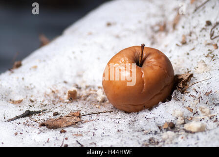 Pose de la pomme sur la neige à l'hiver Banque D'Images