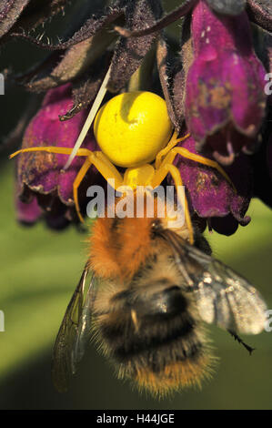 Broche crabe Variable, jaune, femme avec les proies, Bumblebee, blossom, Banque D'Images