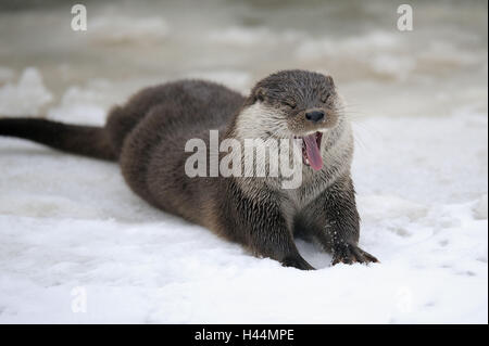 Loutre d'Europe, Lutra lutra, Viper, hiver, glace, neige, captive, bailler, Banque D'Images