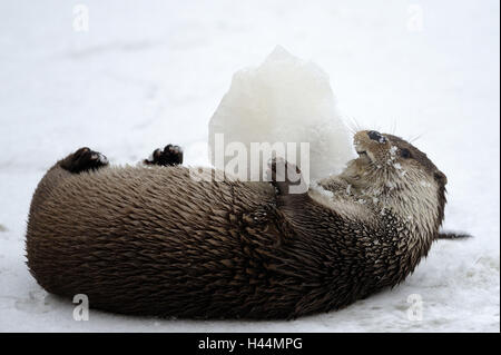 Loutre d'Europe, Lutra lutra, Viper, hiver, glace, neige, captive, jouer, Banque D'Images